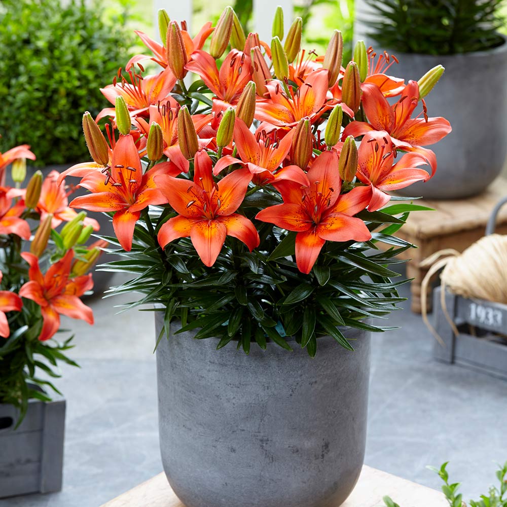 Lilium Asiatic 'Festive Joy'